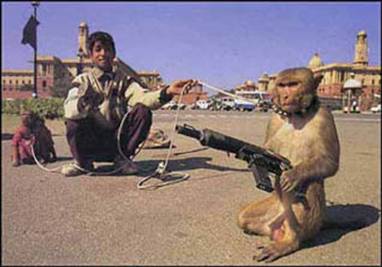 [Image: monkey-jihad.jpg]